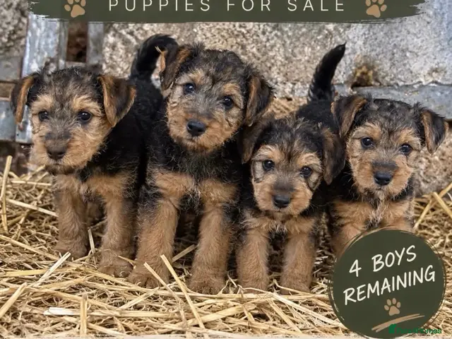 Mixed Breed dogs for sale: Lakeland/Welsh terriers (welkies) - Advert 2