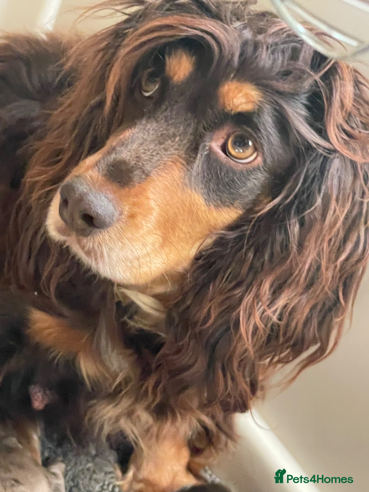 Cocker Spaniel dogs for sale: Working cocker spaniels - Advert 1