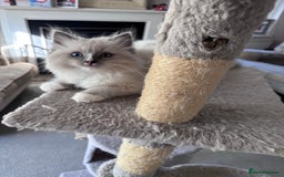 Ragdoll cats for sale: 4 Ragdoll kittens looking for their  forever home - Image 9