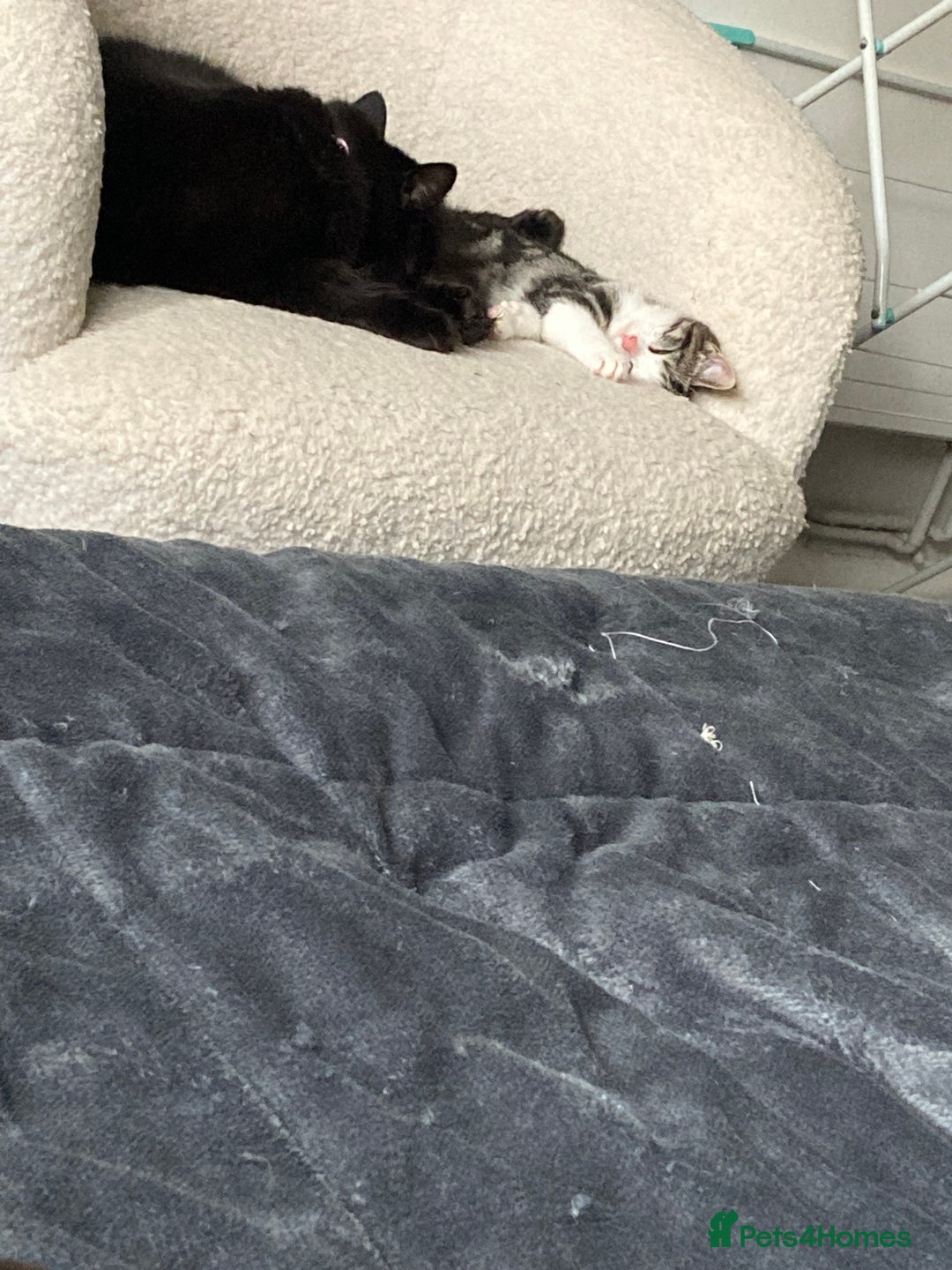 Mixed Breed cats for sale: 2 x 11 week old Female Kittens must go together!  - Image 27