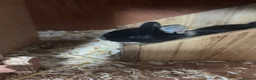 Netherland Dwarf rabbits for sale: Pure Bred Netherland Dwarf Rabbits  - Advert 3