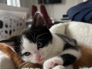 Domestic Shorthair cats - Advert 8