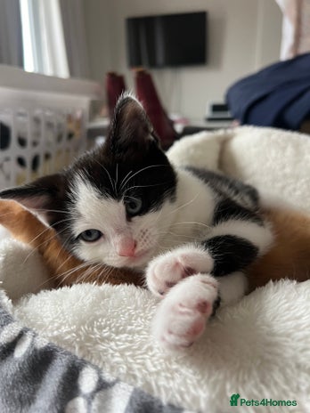 Domestic Shorthair cats - Advert 2