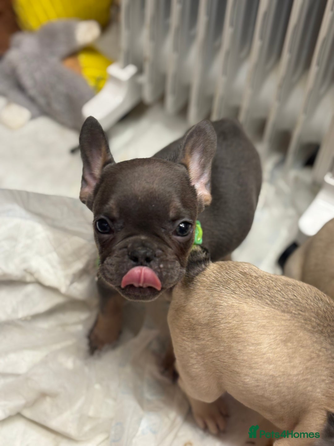French Bulldog dogs for sale: 💕Adorable French bulldogs💕 - Advert 23