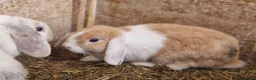 Dwarf Lop rabbits for sale: Friendly, lovely, laidback dwarf lop girls🐰🥰 - Advert 18