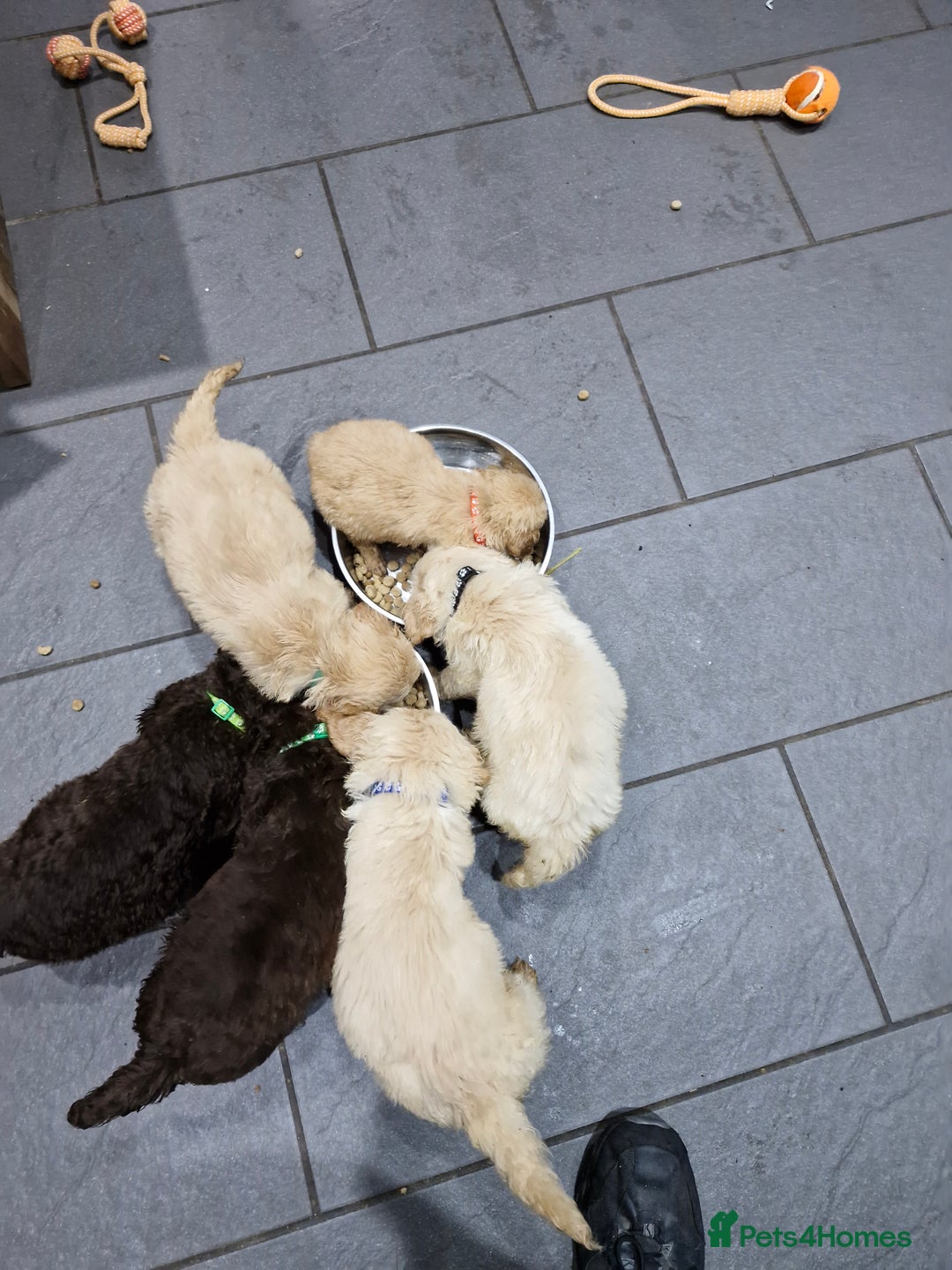 Labradoodle dogs for sale: Large standard labradoodles - Image 29