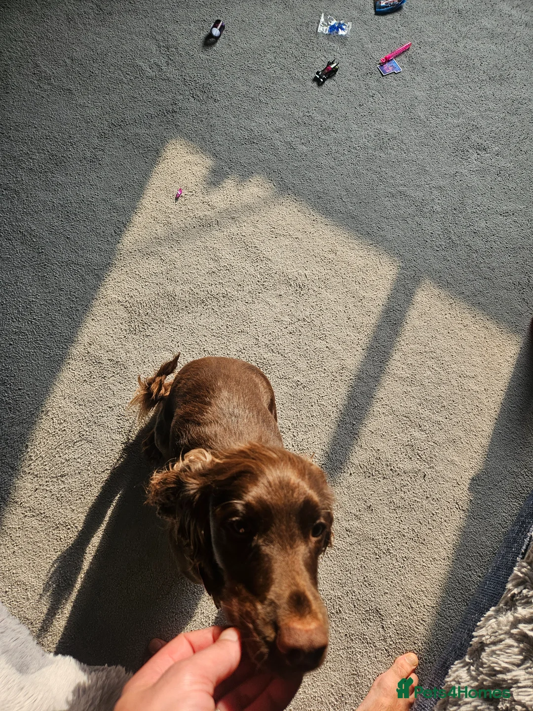 Cocker Spaniel dogs for sale: Cocker spaniel pure breed pupies,working  in Doncaster - Advert 1