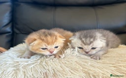 British Shorthair cats for sale: British Shorthair golden kittens available  - Image 7