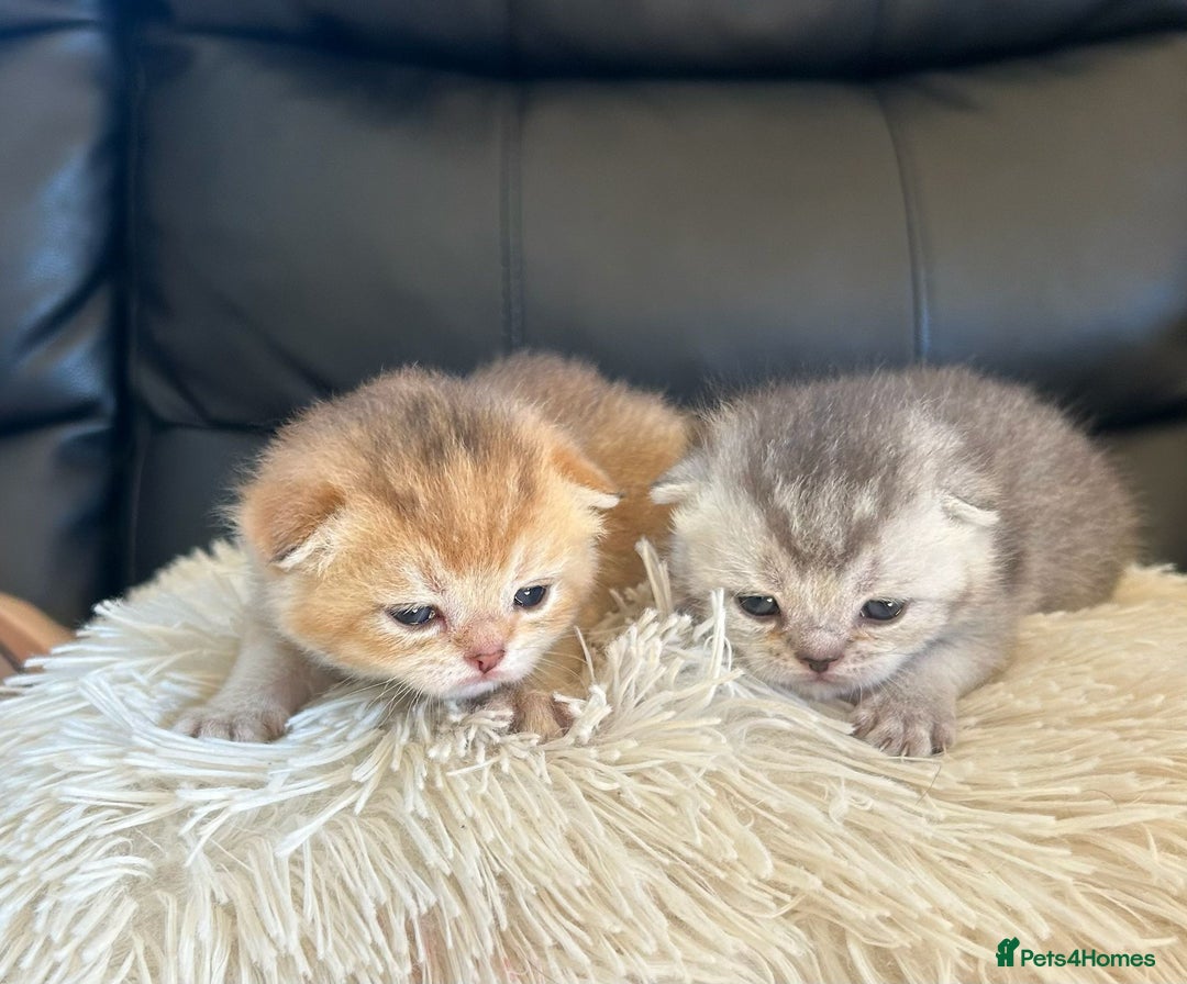 British Shorthair cats for sale: British Shorthair golden kittens available  - Image 7