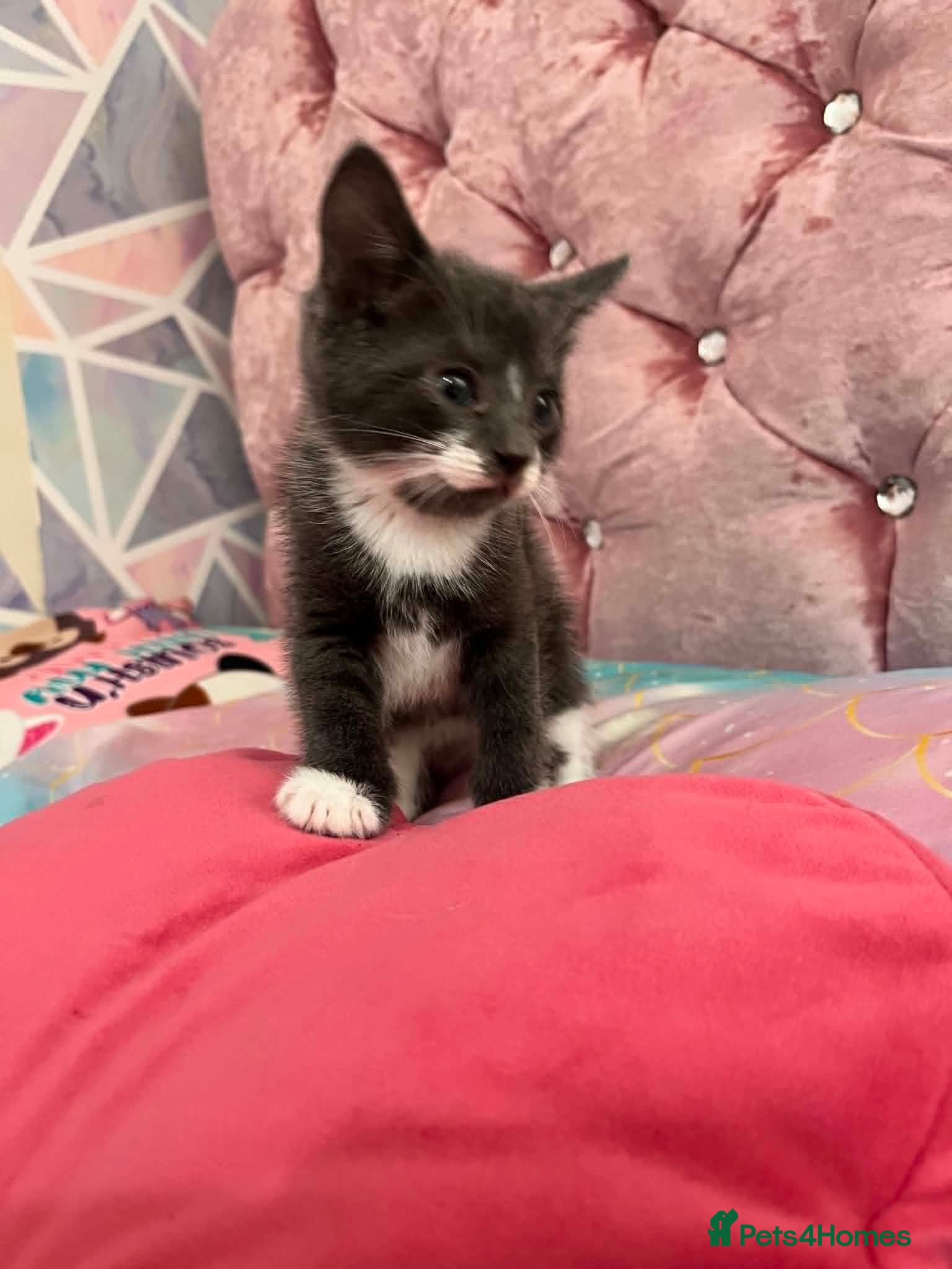 British Shorthair cats Beautiful Grey & White British Shorthair Kittens - Advert 4