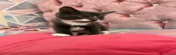 British Shorthair cats for sale: Beautiful Grey & White British Shorthair Kittens - Advert 3