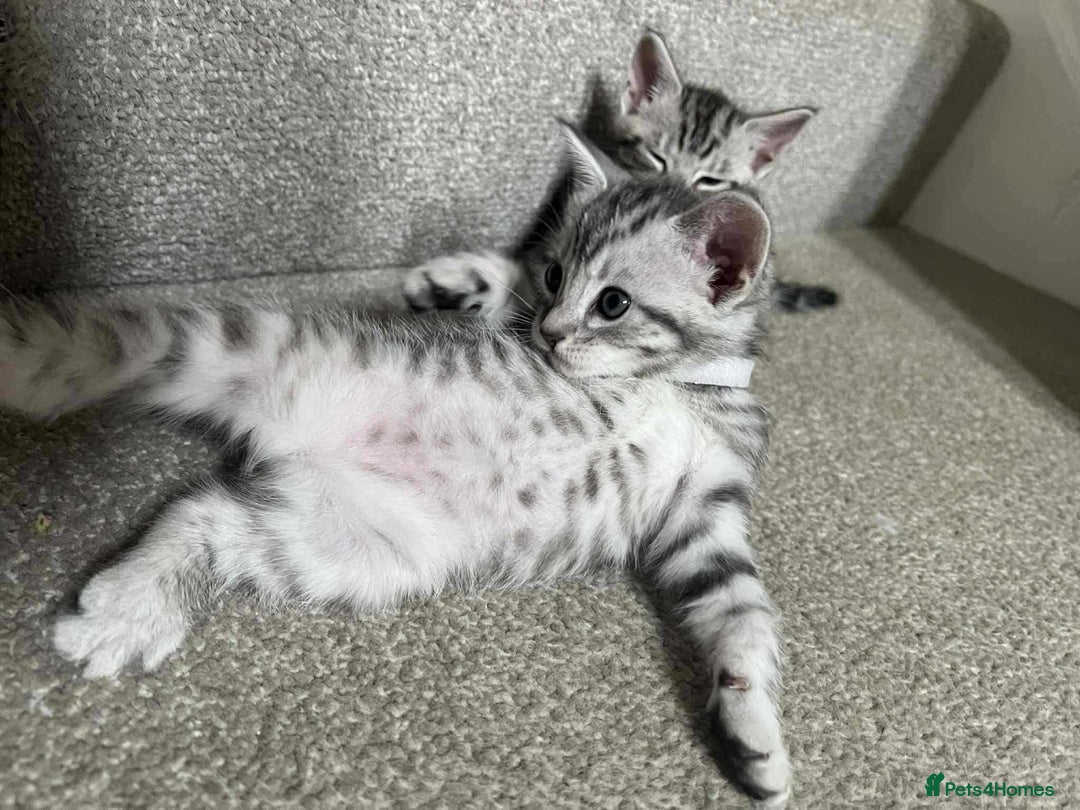 Maine Coon cats for sale: ✨2 Boys and 3 Girls Maine Coon kittens ✨🐾 - Image 18