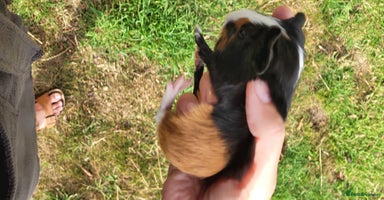 Guinea Pig rodents - Advert 14