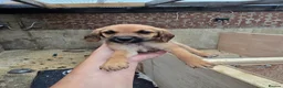 Beagle dogs for sale: Beaglepoo/poogles in Dartford - Advert 24