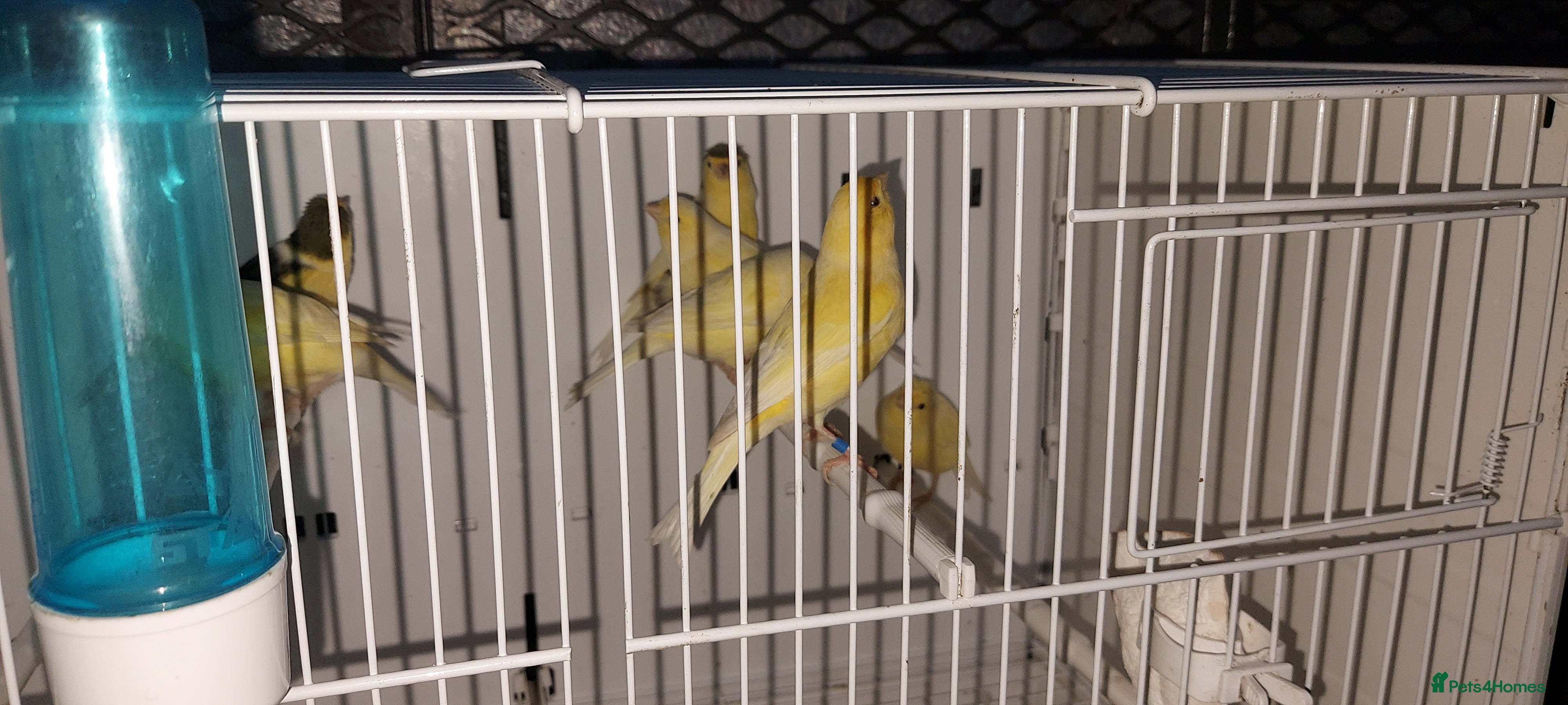 Chickens poultry Cnarries  - Advert 23