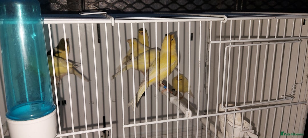 Chickens poultry for sale: Cnarries  - Advert 1