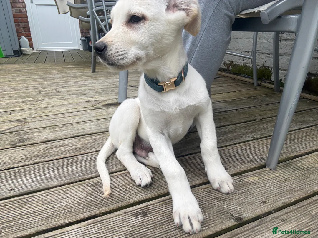 Golden Shepherd dogs for sale: Golden retriever/german shepherd puppy in Leyland - Advert 2