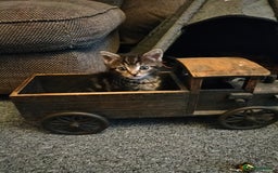 Mixed Breed cats for sale: 5 Beautiful Tabby Kittens - Image 7