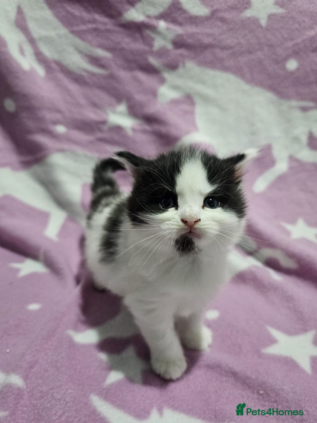 Maine Coon cats for sale: 4 stunning kittens  - Advert 6