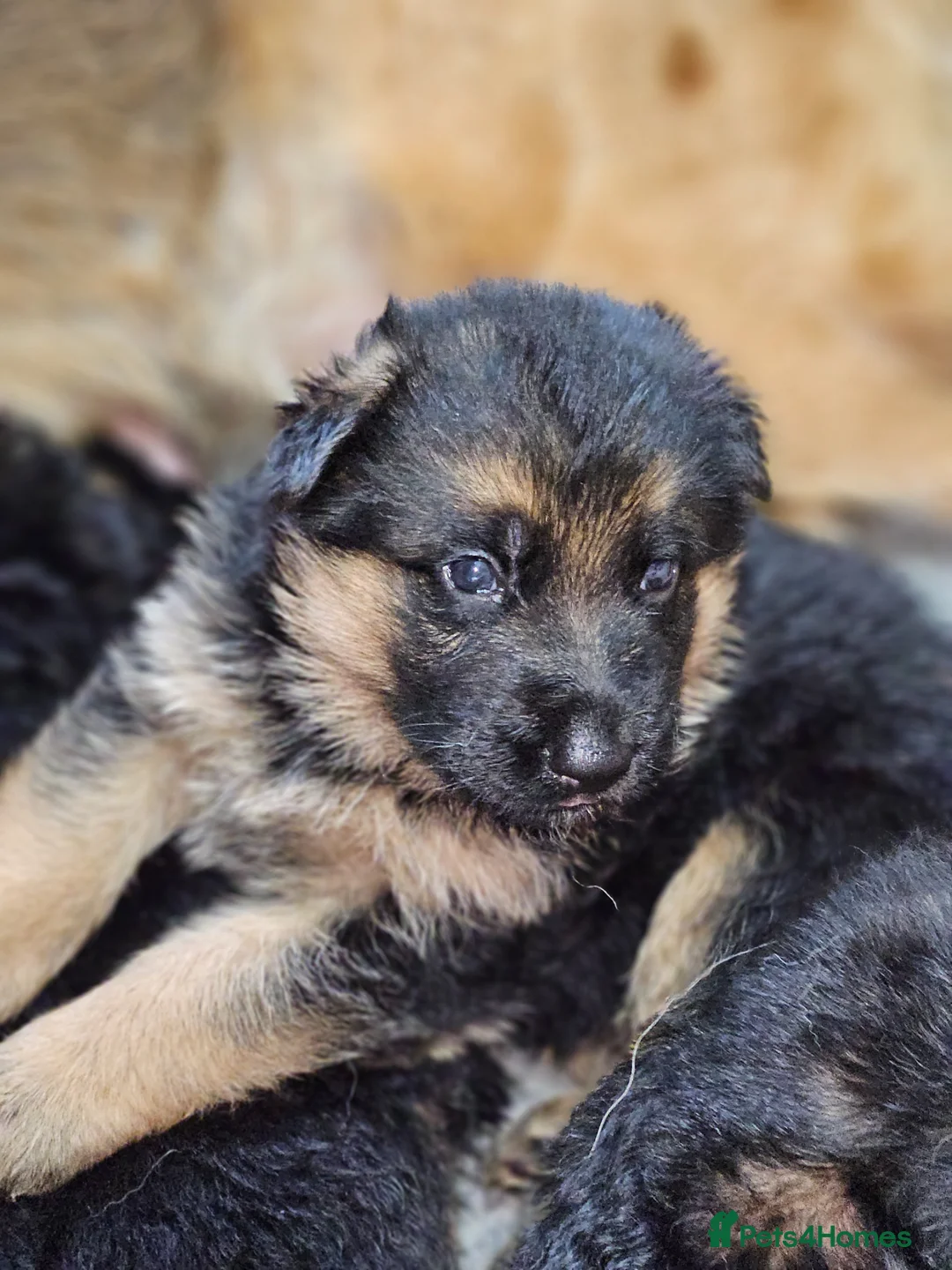 German Shepherd dogs for sale: Beautiful German shepherd puppies in Wednesbury - Advert 10