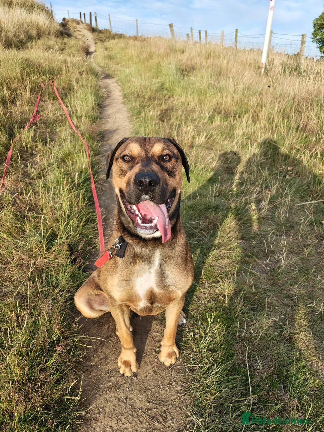 Mixed Breed dogs for sale: Dobermann x blue bulldog 17 month old  - Advert 1