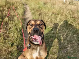 Mixed Breed dogs Dobermann x blue bulldog 17 month old - Advert 10