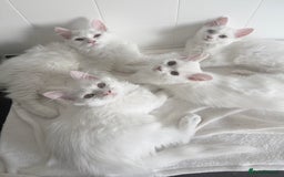 Persian cats for sale: Loving Persian x Maine Coon Kittens Indoors only - Image 18