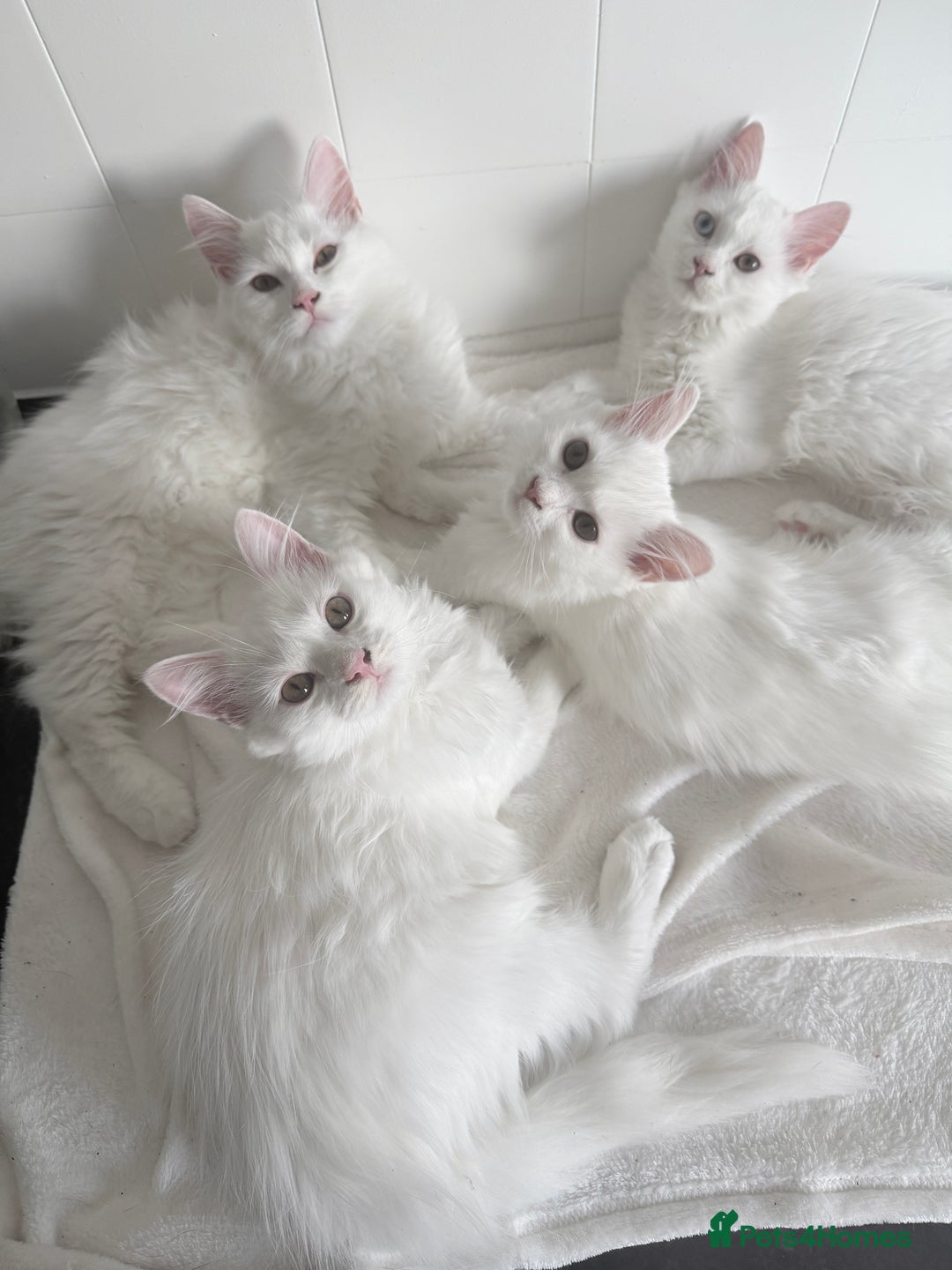 Persian cats for sale: Loving Persian x Maine Coon Kittens Indoors only - Image 18