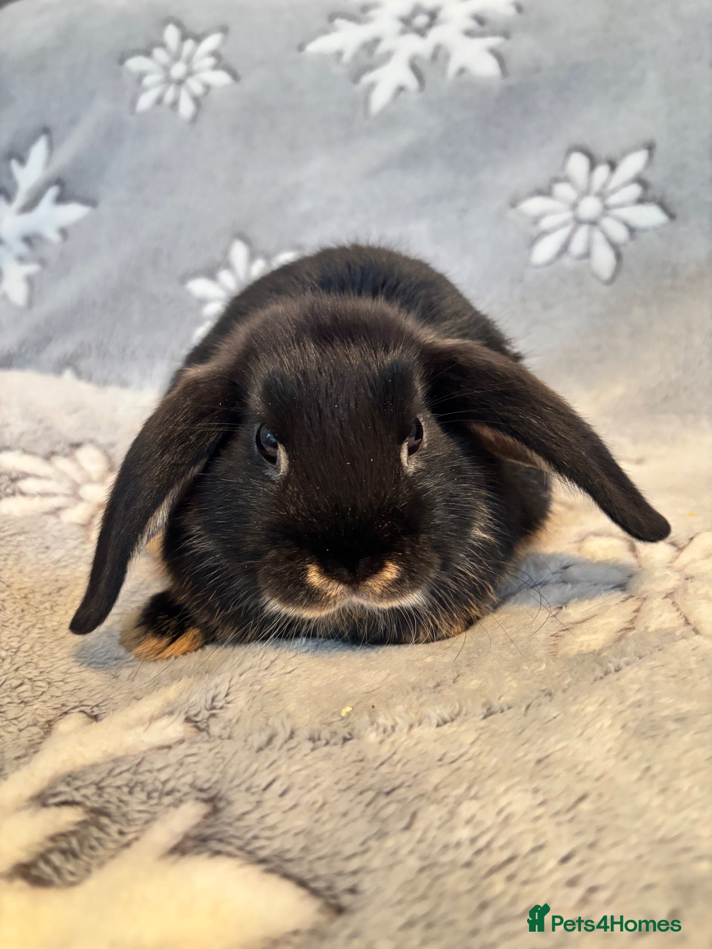 Mixed Breed rabbits 4 mini lop cross 3 female 1 male - Advert 1