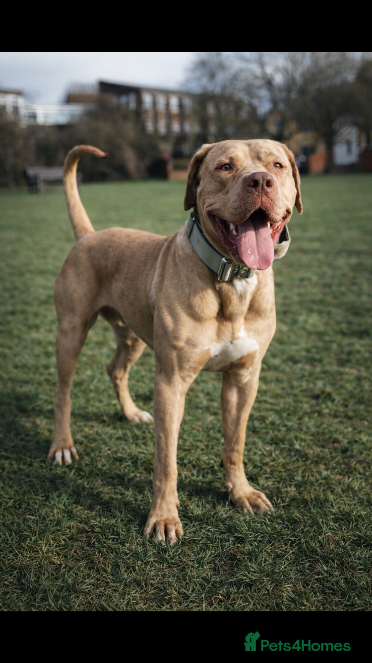 Bandog dogs BANDOG PUPPIES, TOP EUROPEAN WORKING BLOODLINES - Advert 1