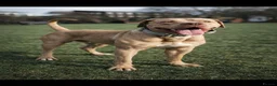 Bandog dogs for sale: BANDOG PUPPIES, TOP EUROPEAN WORKING BLOODLINES - Advert 4