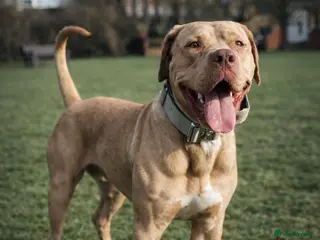 Bandog dogs BANDOG PUPPIES, TOP EUROPEAN WORKING BLOODLINES - Advert 3