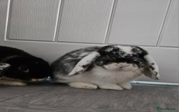 Mini Lop rabbits for sale: Two Mini lop rabbits - Image 4