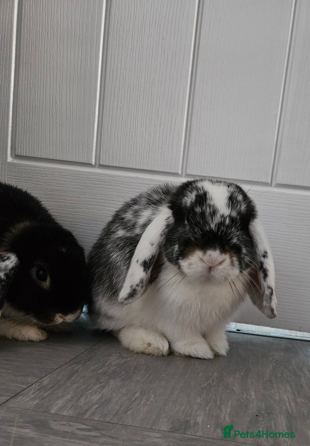 Mini Lop rabbits for sale: Two Mini lop rabbits - Image 4