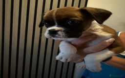 Boxer dogs for sale: Flashy boxer/red - natural bob tail/tail  - Image 12
