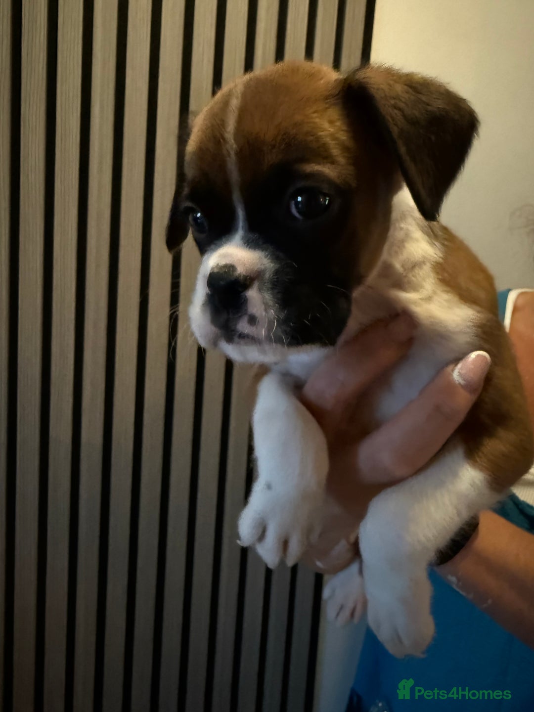 Boxer dogs for sale: Flashy boxer/red - natural bob tail/tail  - Image 12