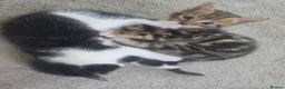 Mixed Breed cats for sale: ✨️4 Beautiful kittens 5 weeks old🐈🐈‍⬛️😻 in Chorley - Advert 2