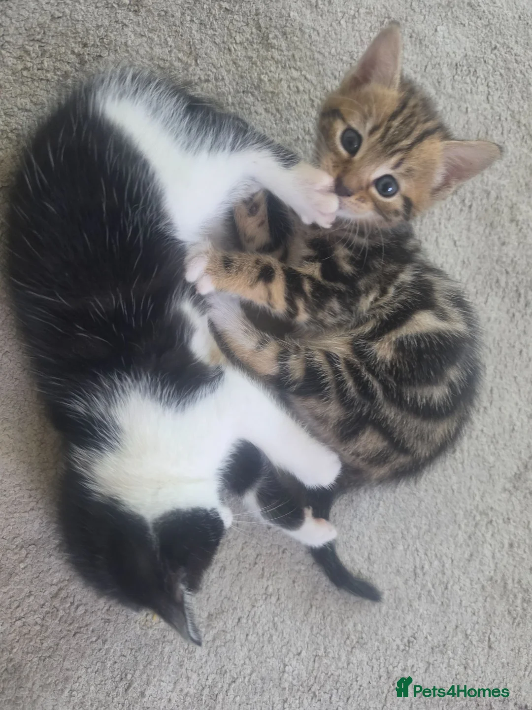 Mixed Breed cats for sale: ✨️4 Beautiful kittens 5 weeks old🐈🐈‍⬛️😻 in Chorley - Advert 2