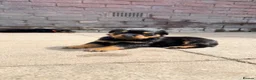 Rottweiler dogs for sale: ⭐️ KC registered Rottweiler puppies ⭐️ - Advert 5