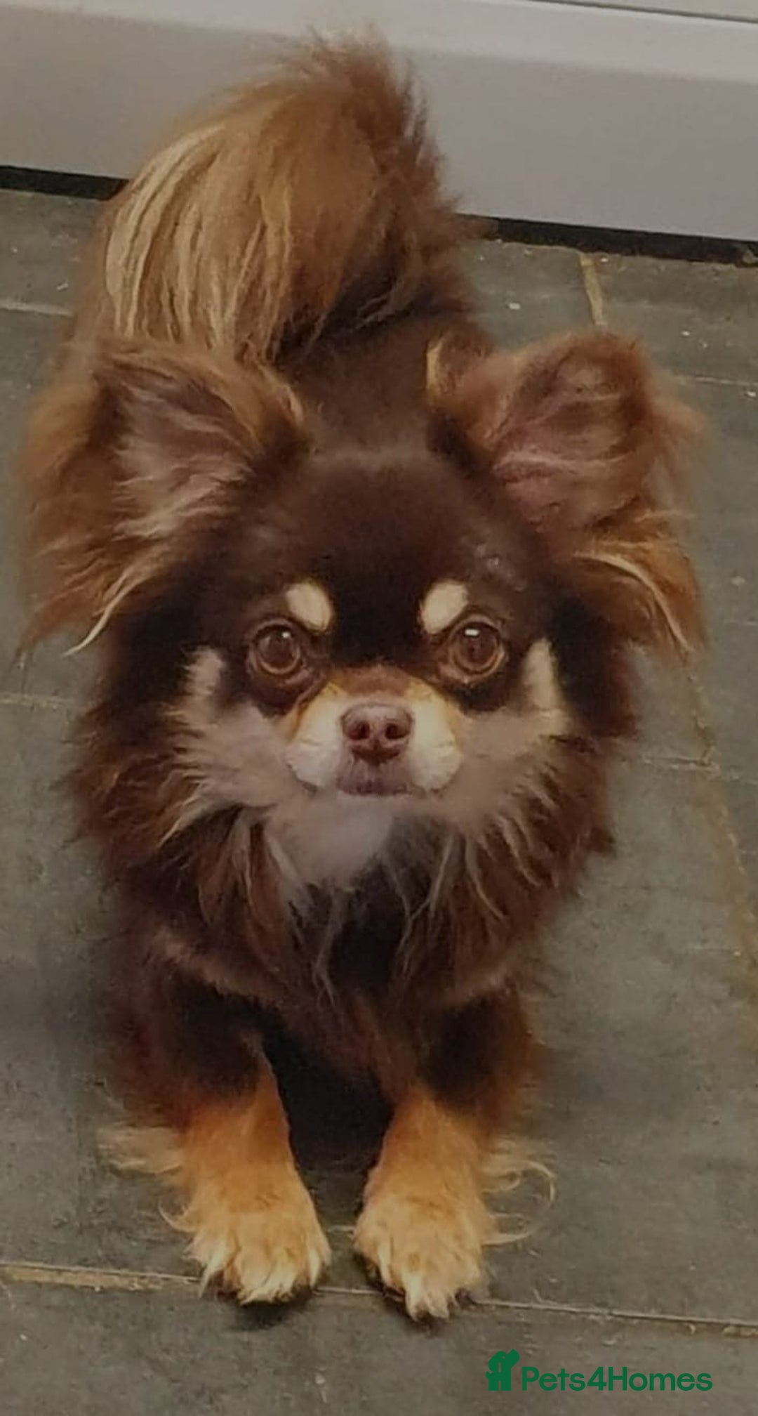 Chihuahua dogs for sale: Chihuahua puppies  - Advert 5