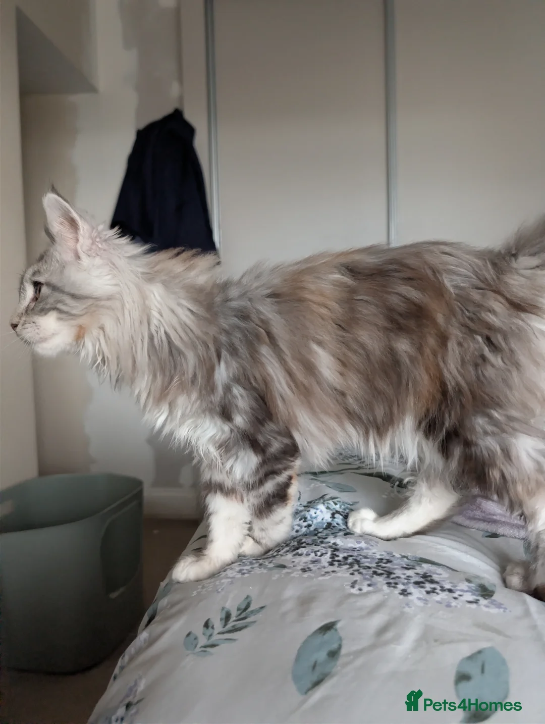 Maine Coon cats for sale: GCCF Maine Coon Kittens  - Advert 17