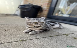 British Shorthair cats for sale: Silver Tabby British Shorthair - Image 1