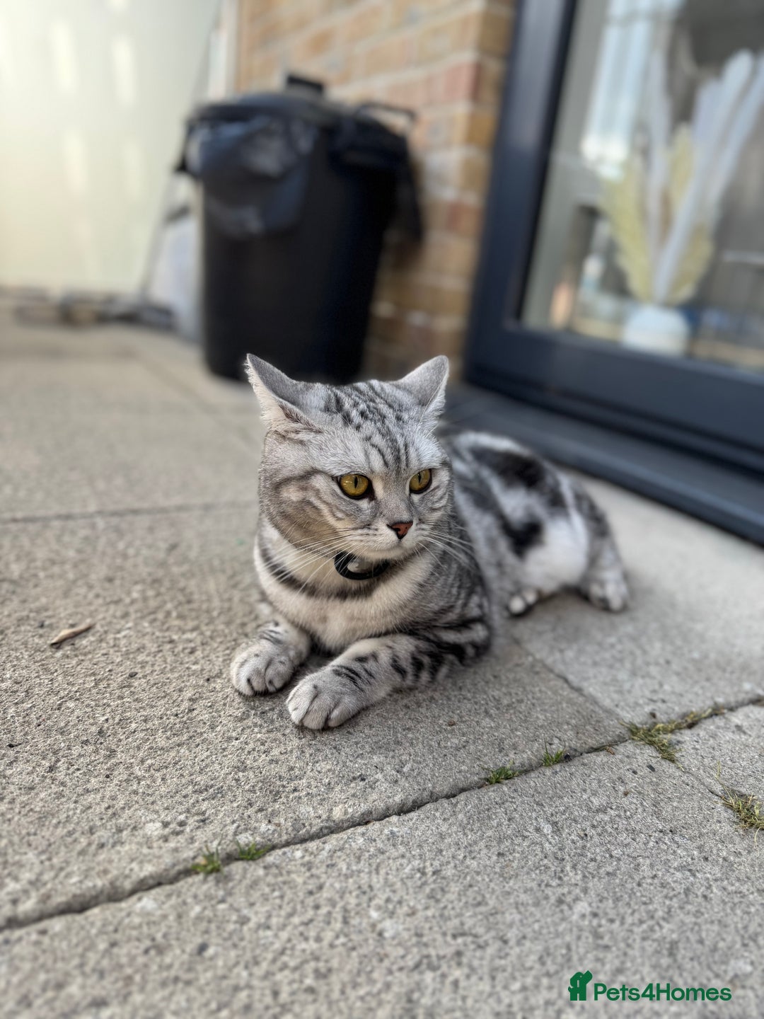 British Shorthair cats for sale: Silver Tabby British Shorthair - Image 1