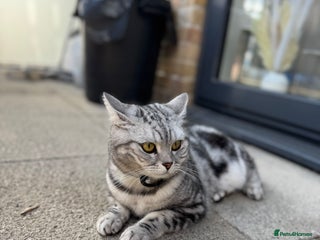 British Shorthair cats - Advert 25
