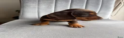 Miniature Dachshund dogs for sale: KC Reg Miniature Chocolate & Tan Dachshunds - Advert 4