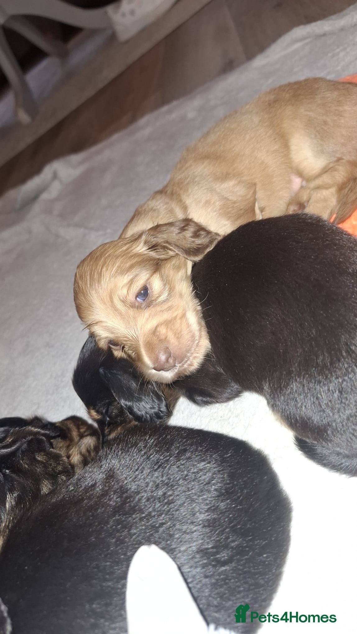 Miniature Dachshund dogs KC registered long haired miniature dachshund  - Advert 16