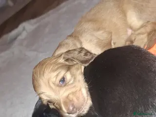 Miniature Dachshund dogs KC registered long haired miniature dachshund - Advert 16