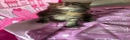 Maine Coon cats for sale: Maine coon kittens  - Advert 6