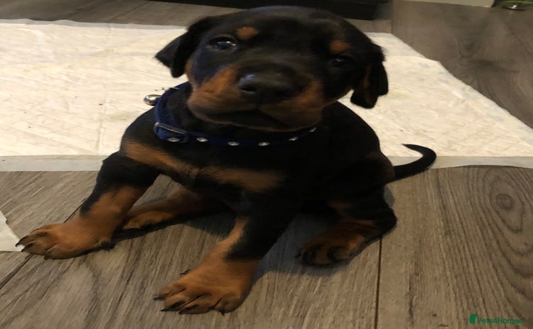 Dobermann dogs - Advert 14