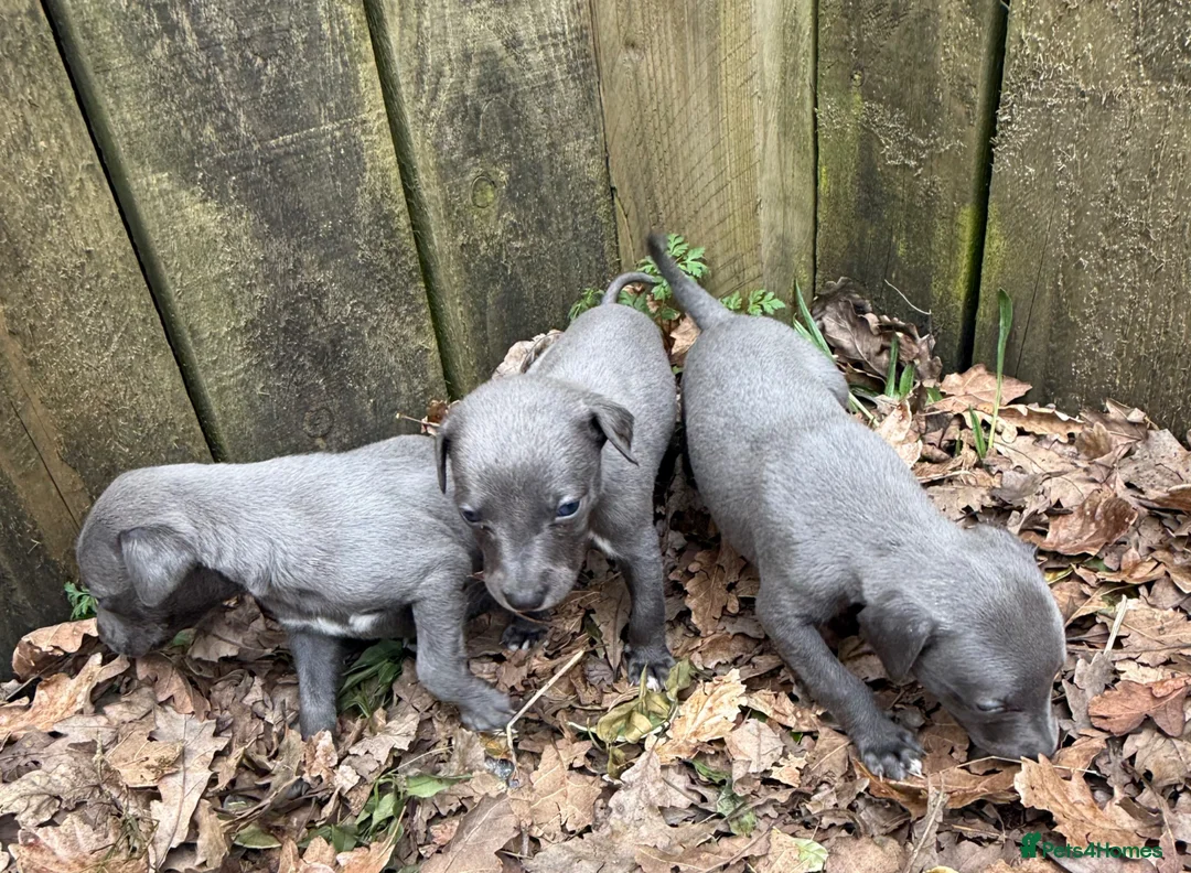 Whippet dogs for sale: Small Blue Whippets  - Advert 2